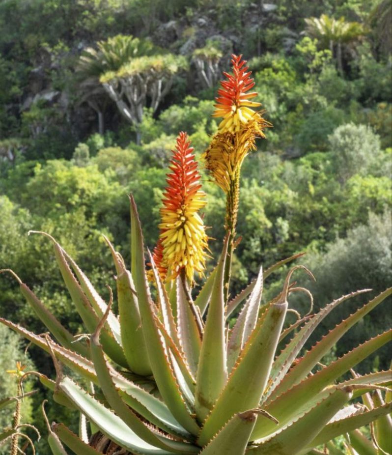 🌱 Aloe Vera: Propiedades, Usos y Curiosidades de una Planta Milenaria