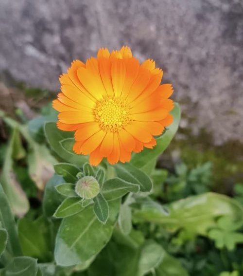 🌿 Caléndula: la flor que calma, regenera y protege tu piel