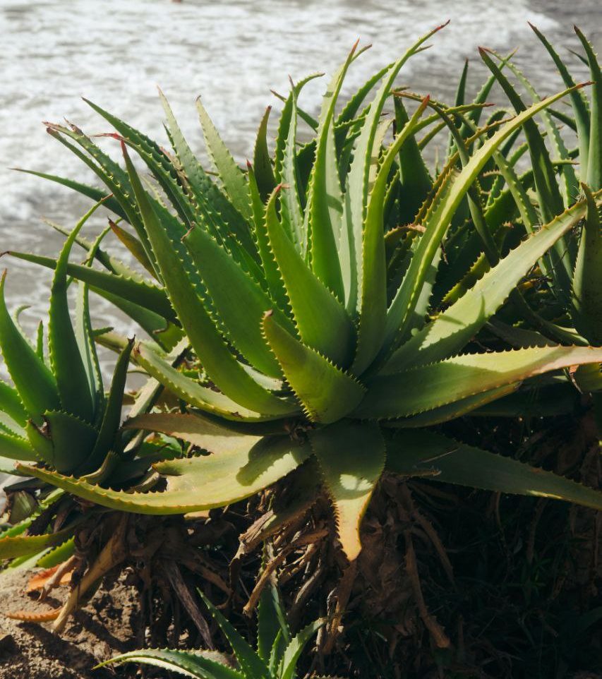 🌿 Aloe Vera: Curiosidades de una Planta Milenaria que Sigue Sorprendiendo