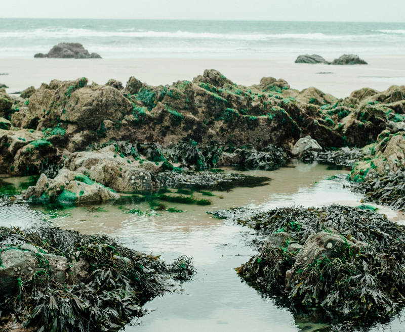 🌿 Algas de Galicia: propiedades medicinales, nutricionales y cómo usarlas en tu cocina natural