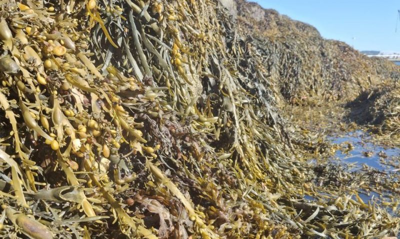 🌊 Laminaria y Fucus: dos algas gallegas con poder terapéutico para tu piel y tu salud