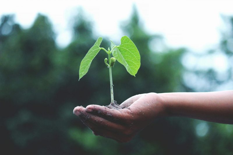 🌿 Septiembre: el mes de los nuevos comienzos y cómo aprovechar su energía para tus proyectos