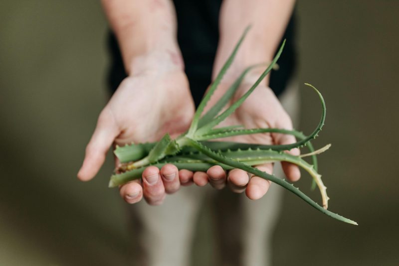 🌱 Aloe Vera: el secreto natural que potencia tus productos de cuidado facial y corporal