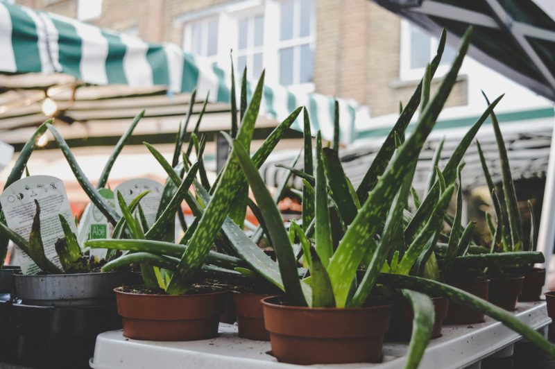 ✨¿Aloe vera directo de la planta o aloe comercial? Descubre cuál es mejor para tu piel
