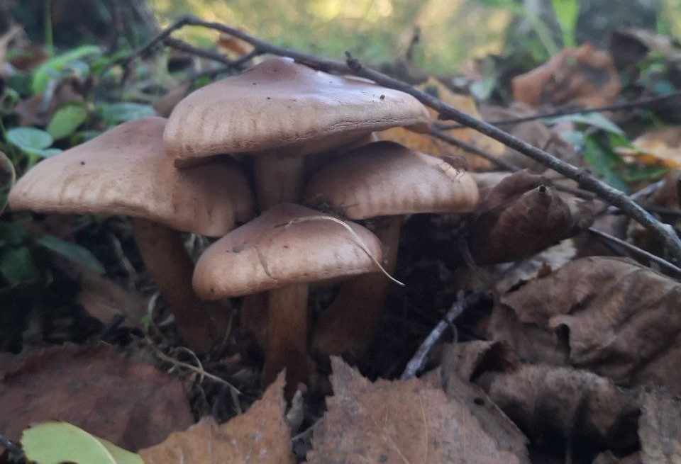 Propiedades de las setas en tu piel y tu salud 🍄✨